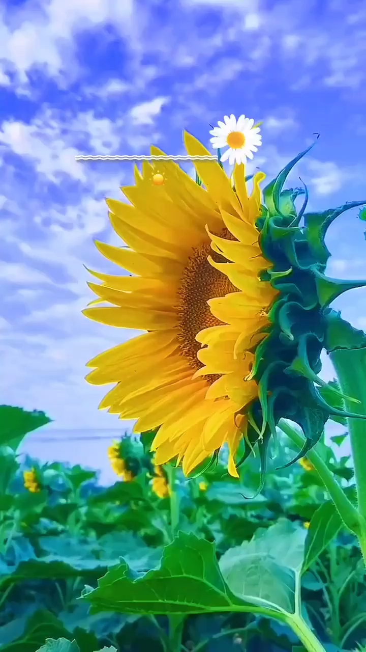每天好心情每天都是希望早安友友们新的一天给自己一份微笑给心情一份
