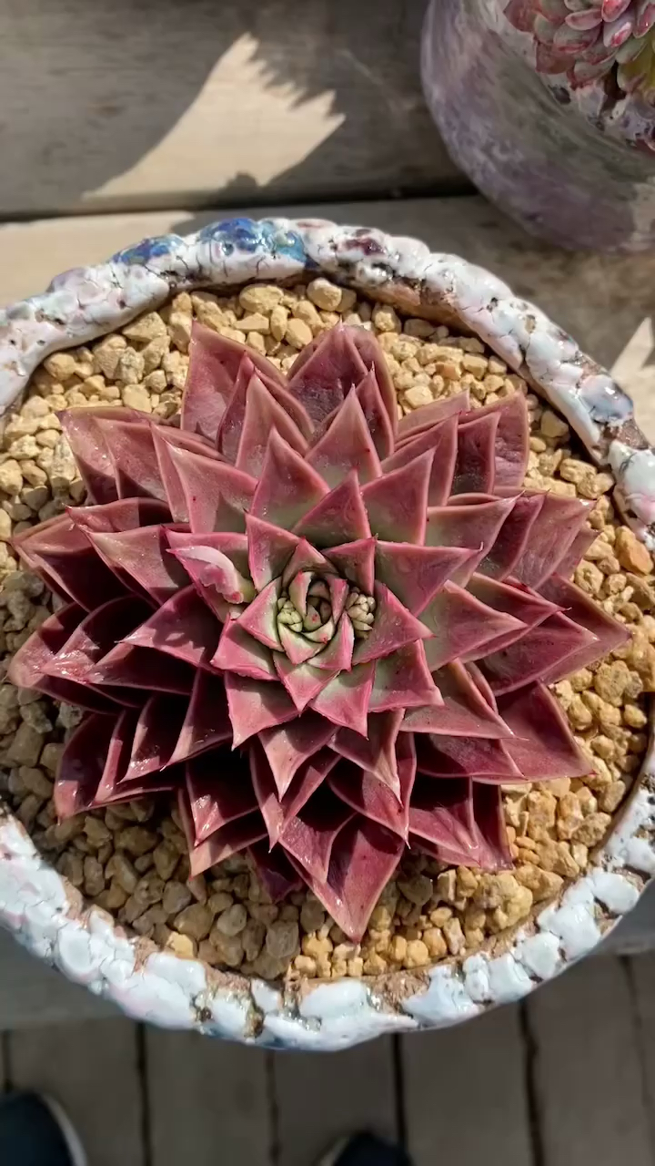 超级美皮皮虾多肉