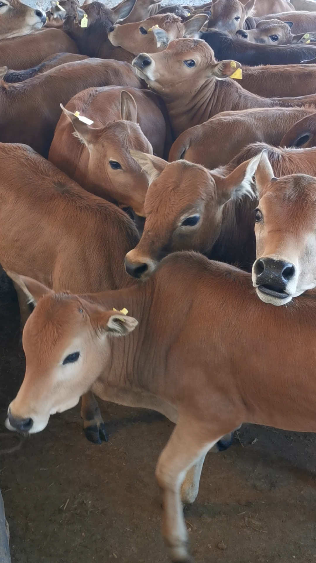 杂交改良黄牛育肥牛犊大量出栏
