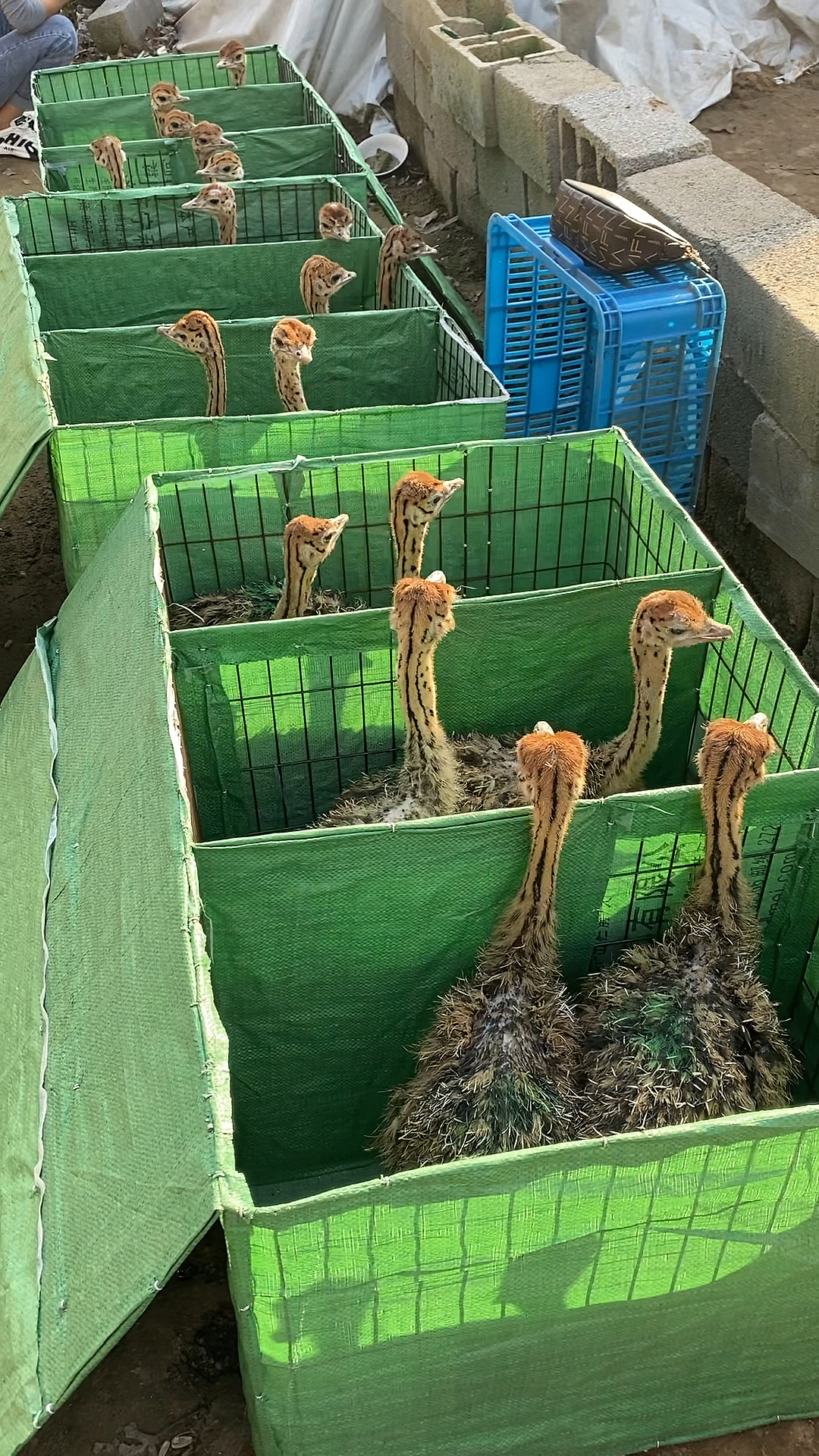 非洲大鸵鸟可以长到300多斤脱温脱温鸵鸟苗鸵鸟养殖总场孵化养殖鸵鸟