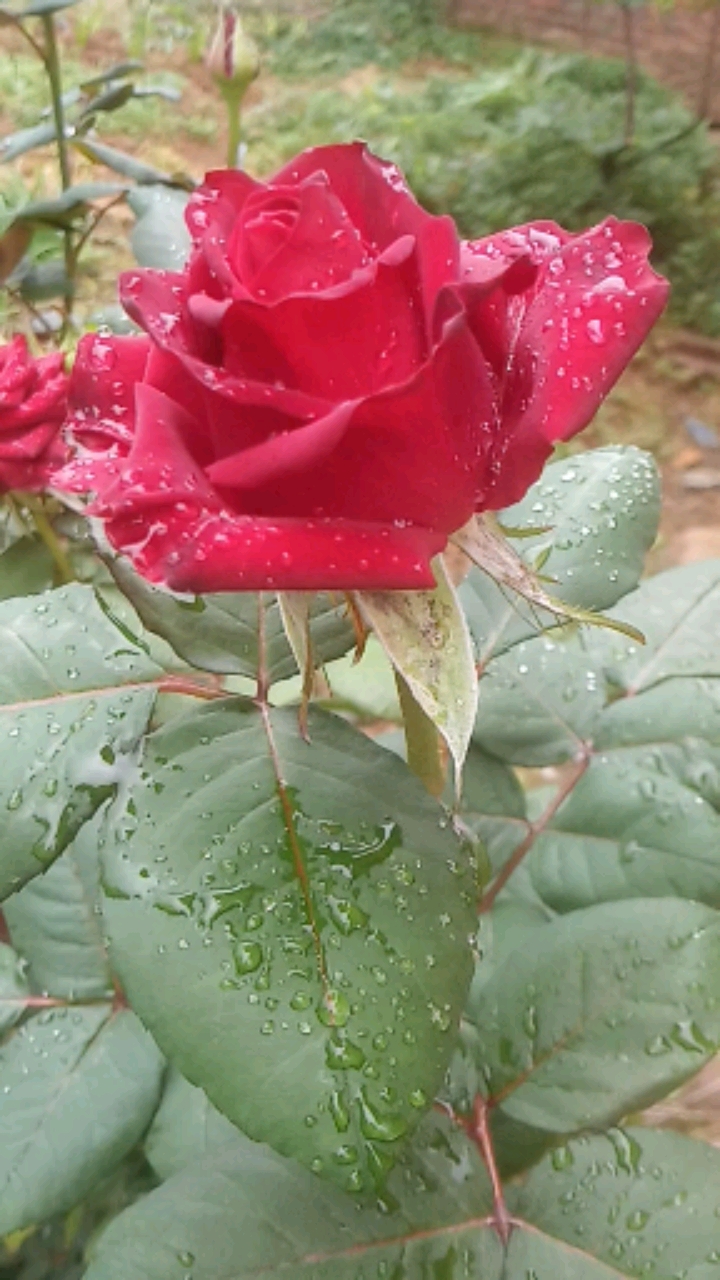 雨后玫瑰花好漂亮