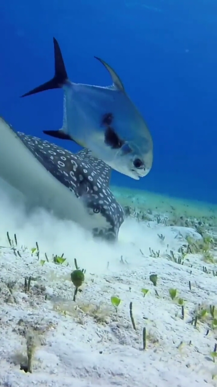 海底世界银鲳鱼想去泡斑点鳐鲼鱼