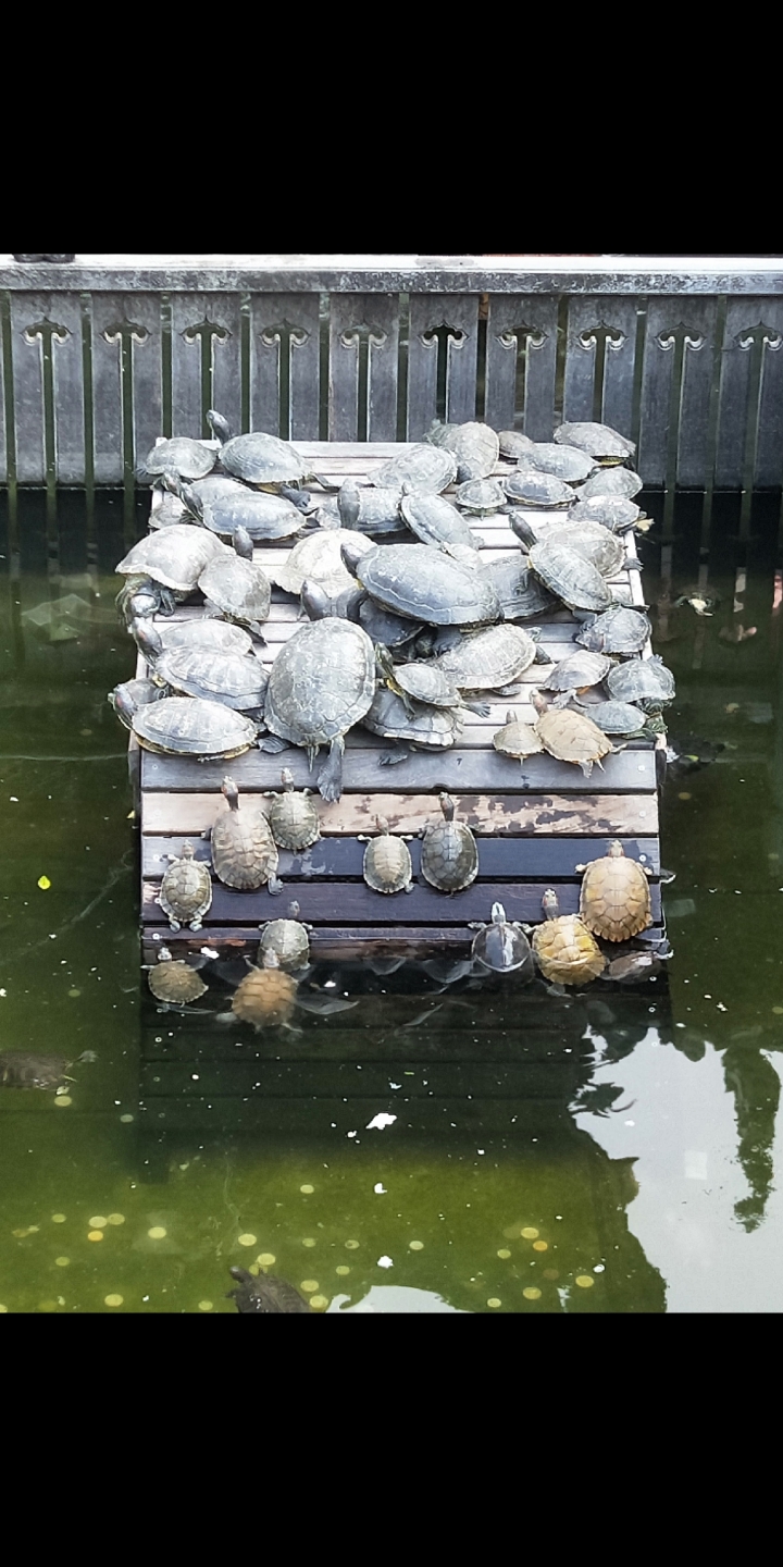 放生池的乌龟有可能会吞进去硬币