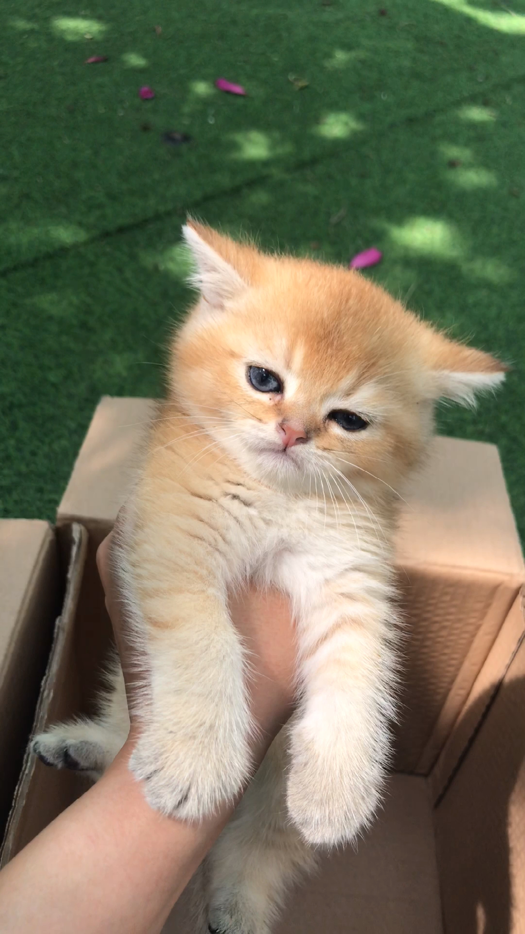 金渐层#你们觉得这样的金渐层贵么?