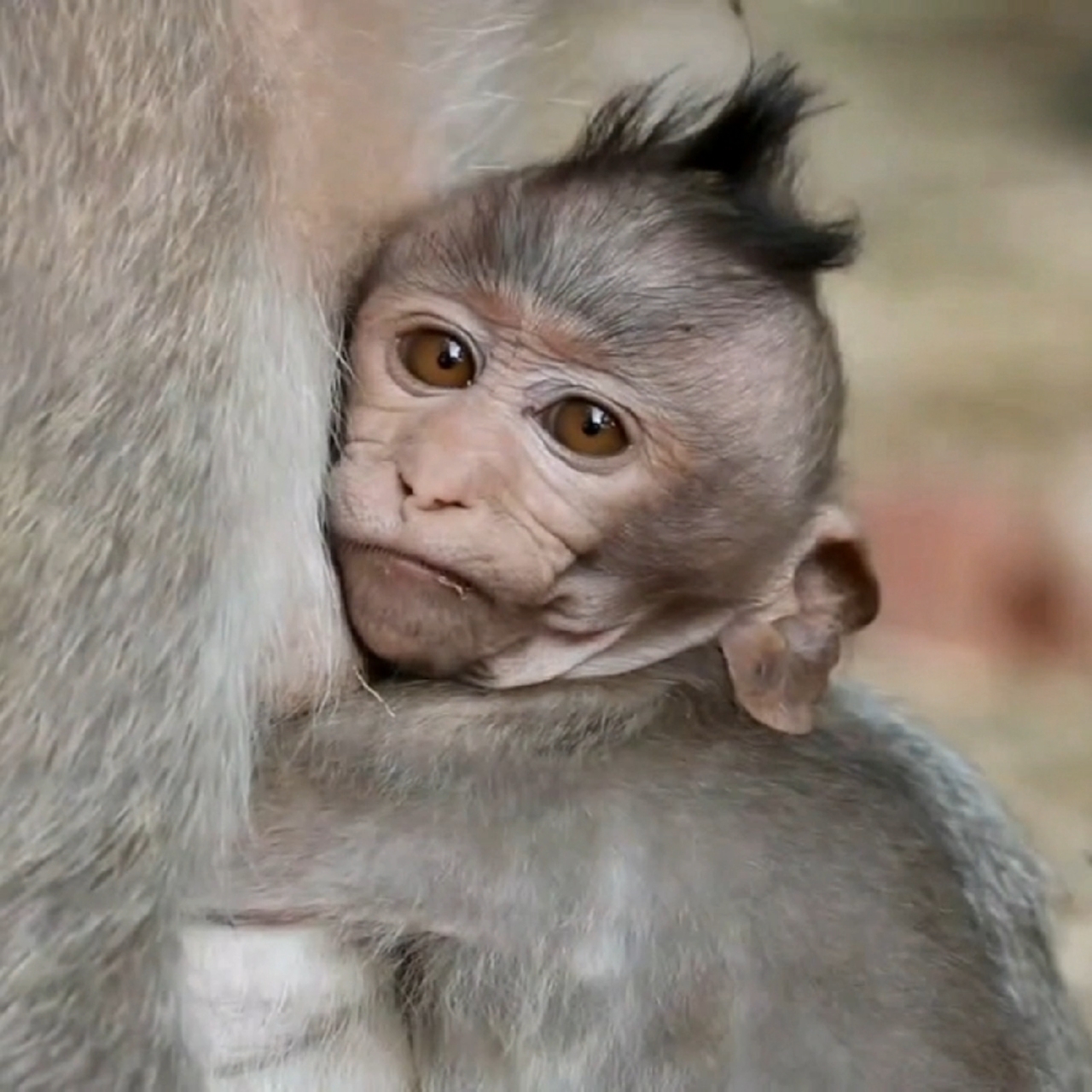 三毛的发型很别致!