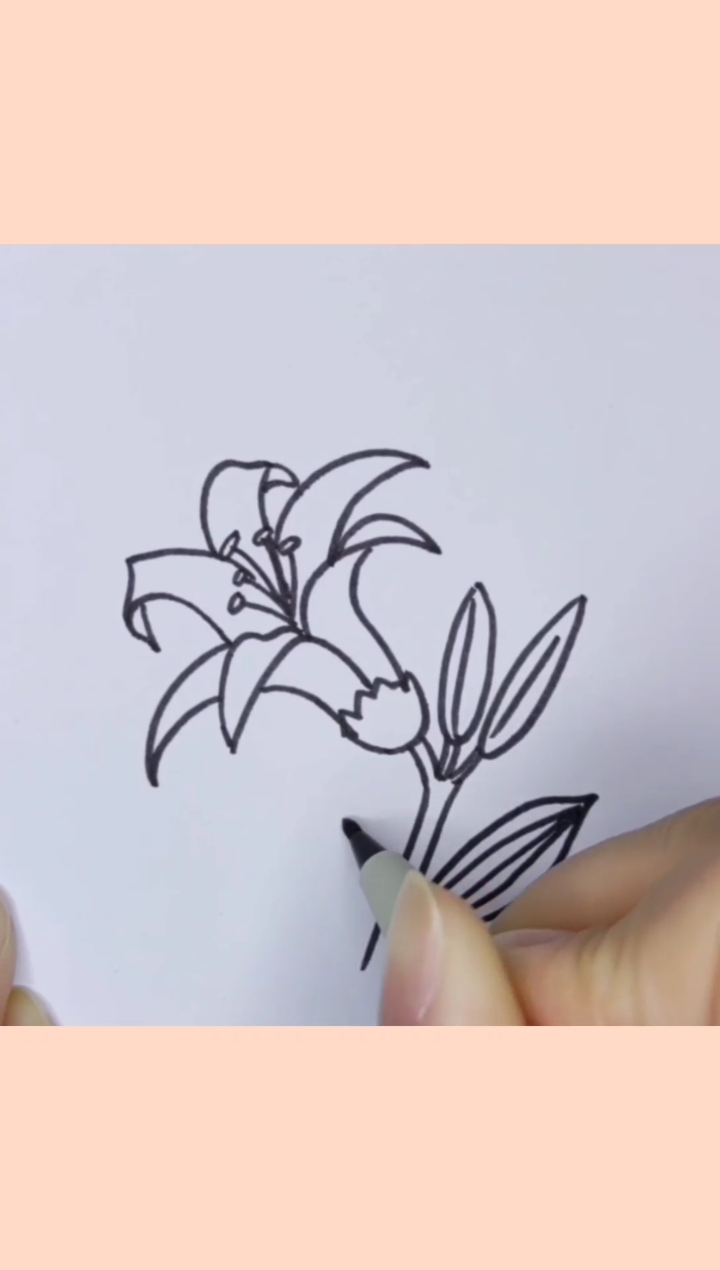 画画原来如此简单你喜欢百合花的味道吗简笔画画画