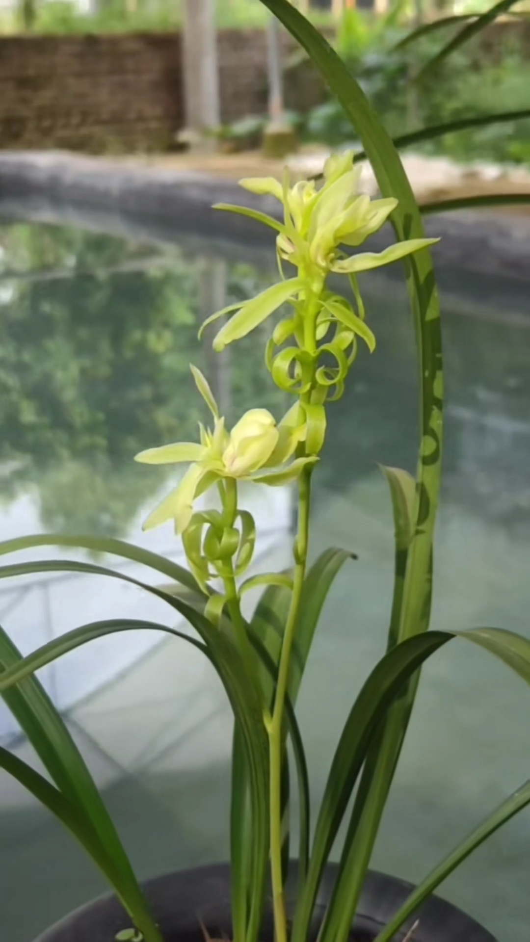 手机摄影#建兰翠玉牡丹