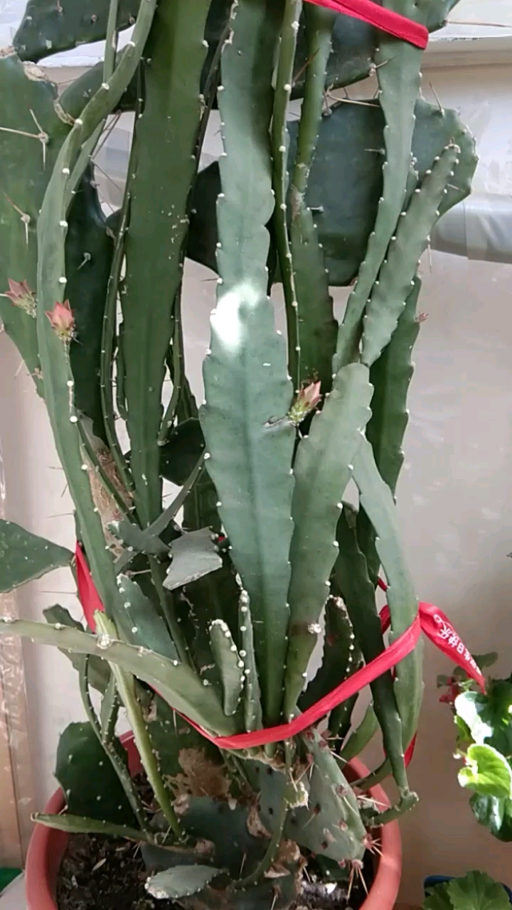 音为有你#仙人掌架接令箭荷花,又打新花苞了