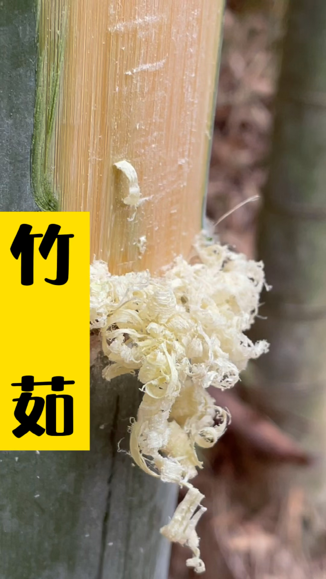 你们想不到竹子上刮下来的第二层叫竹茹吧-全民小视频