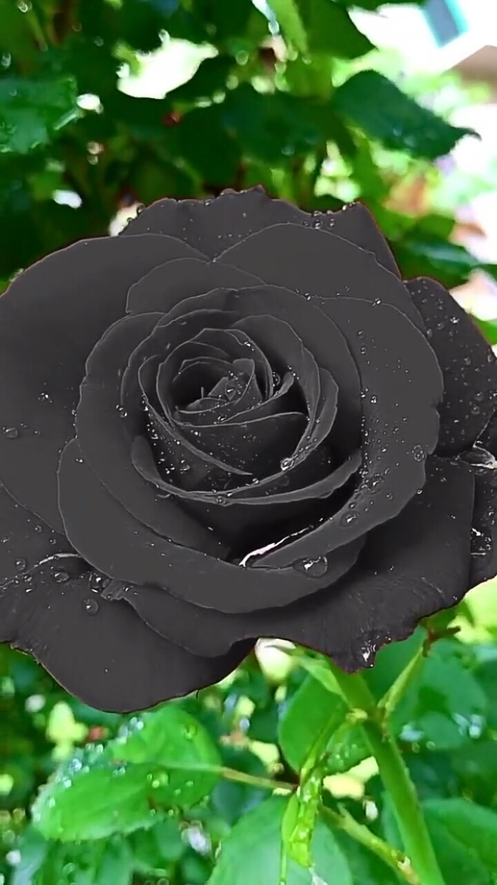 暗黑系玫瑰花,菏泽新品种