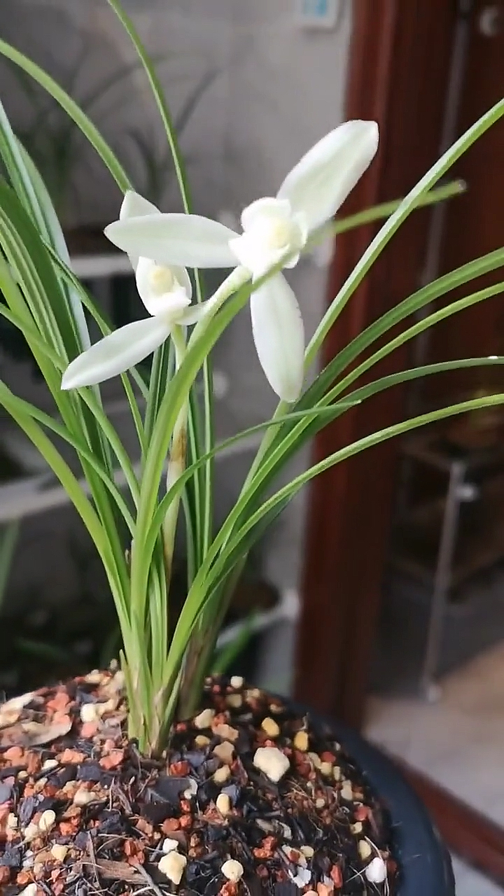 莲瓣兰_白雪公主