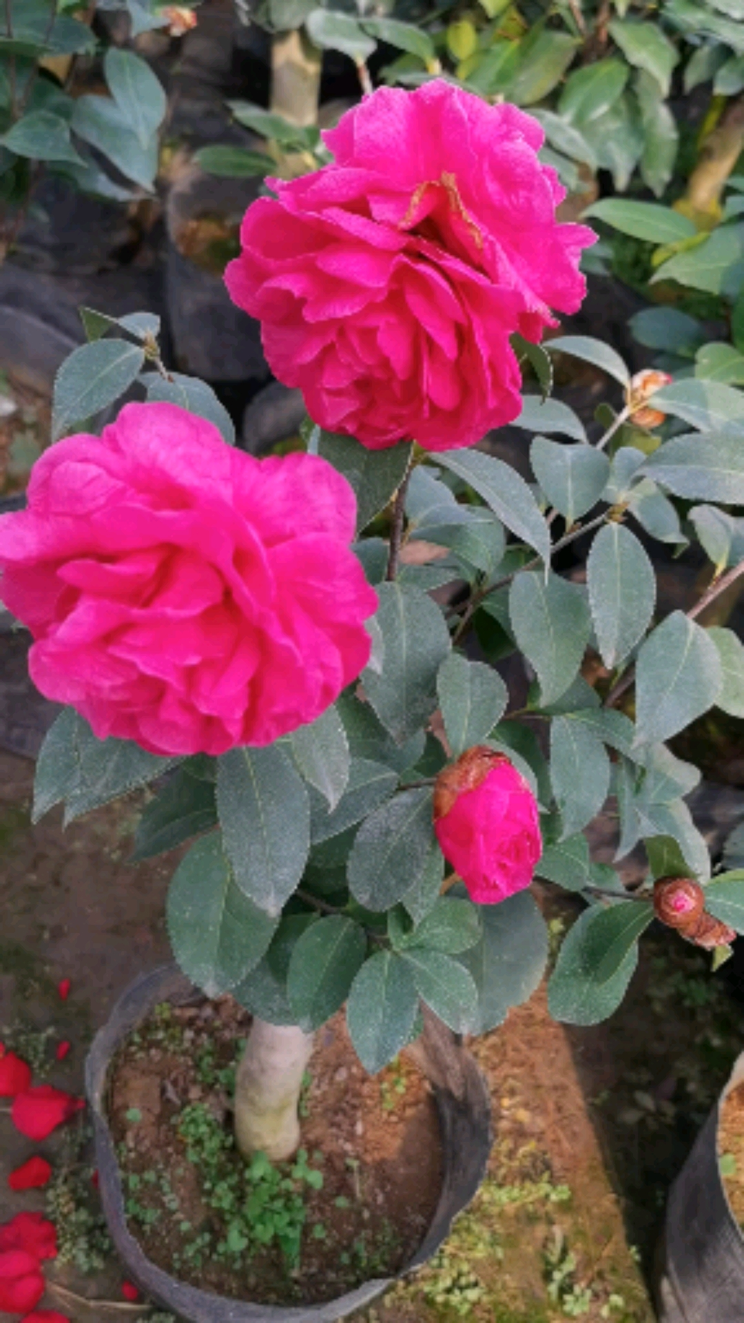 茶花牡丹皇后太艳了