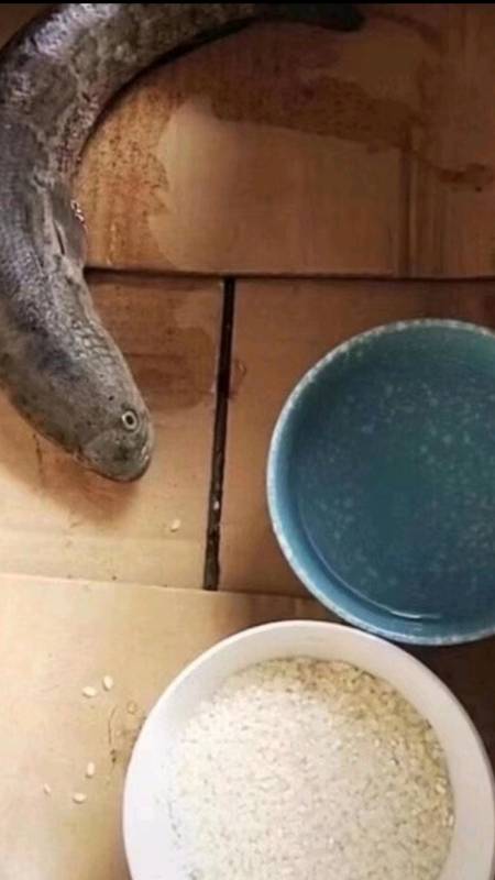 这鱼到底要怎么养,水也不喝,饭也不吃,养一次死一次,烦死了