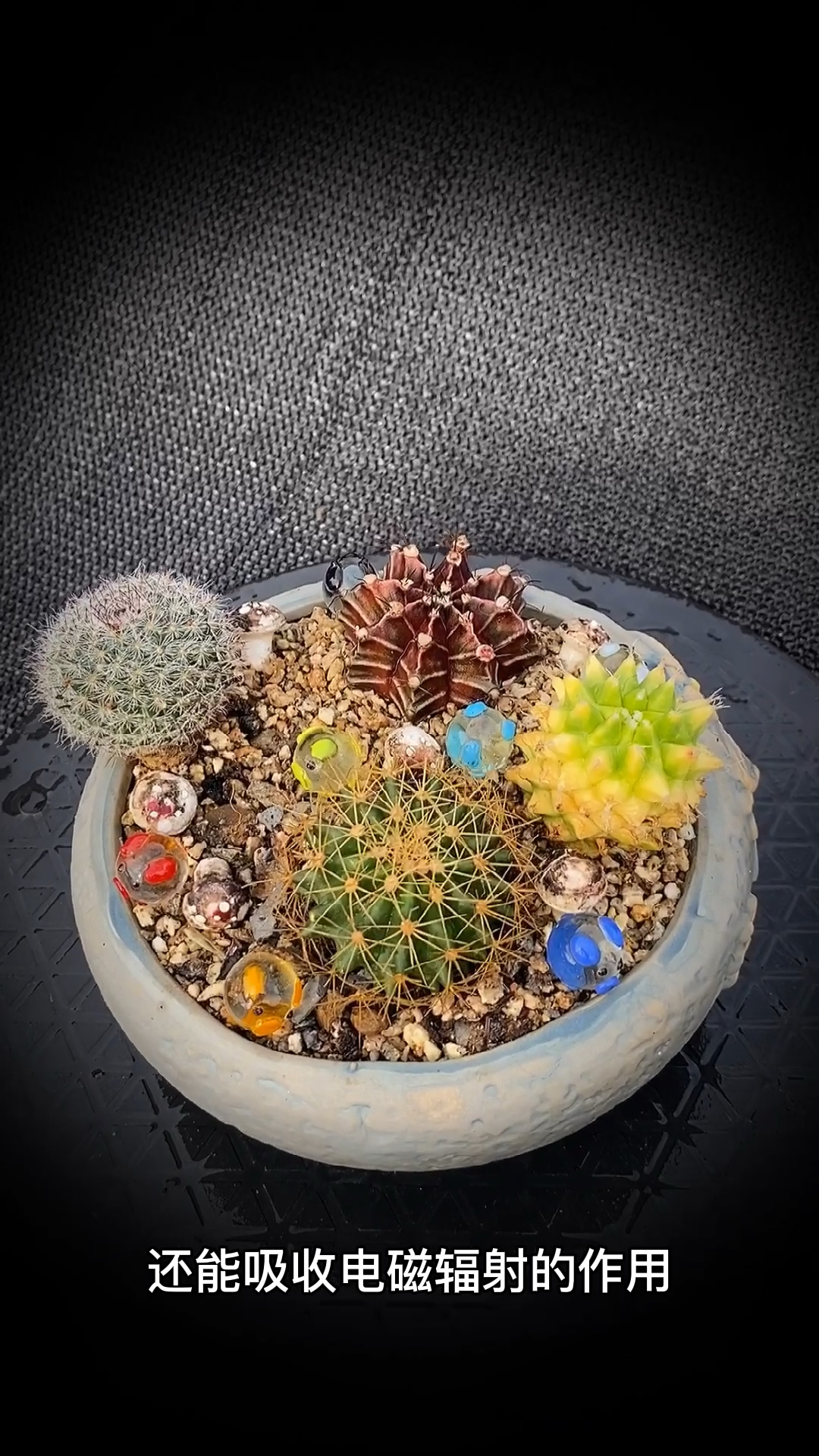 仙人球#仙人球拼盘:是仙人掌科,原产于沙漠环境.-度小视