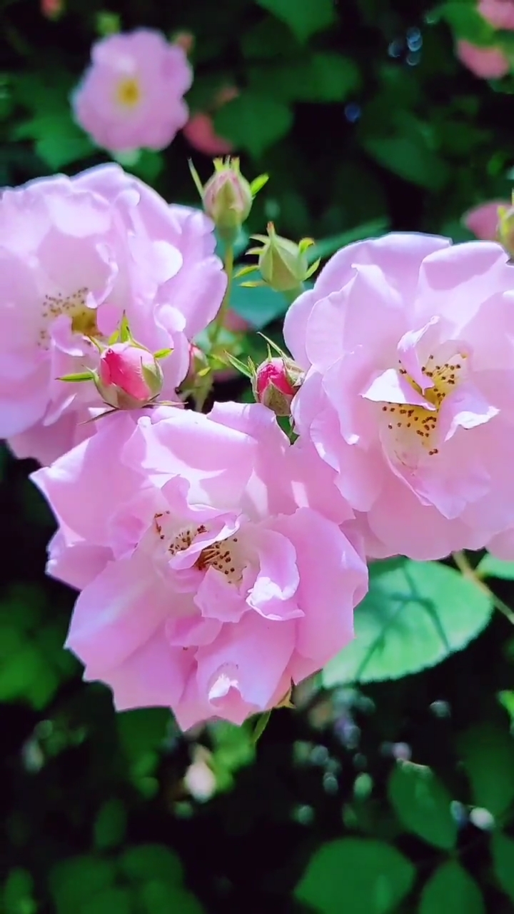 家花野花鲜花#最美的不是华丽尔是淡雅