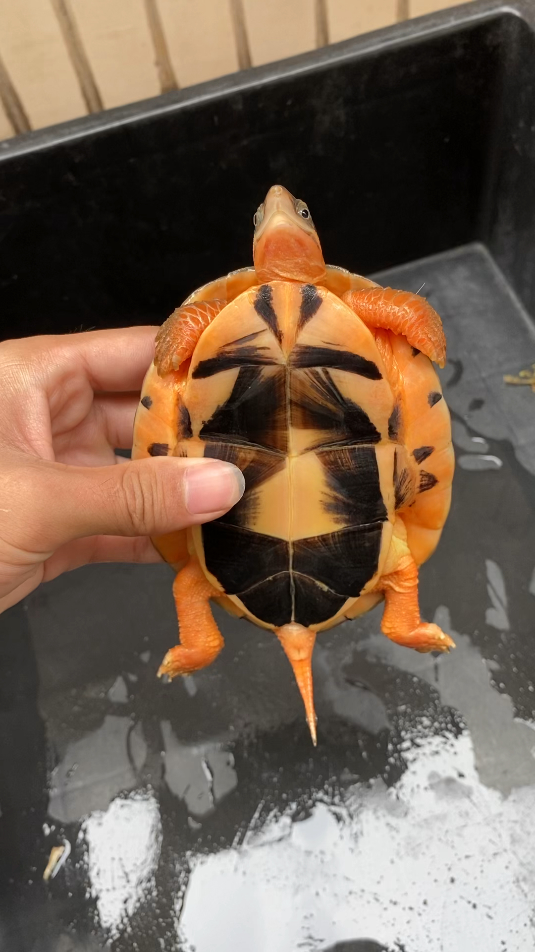 不一样的人生#观赏效果一流的宠物三线闭壳龟