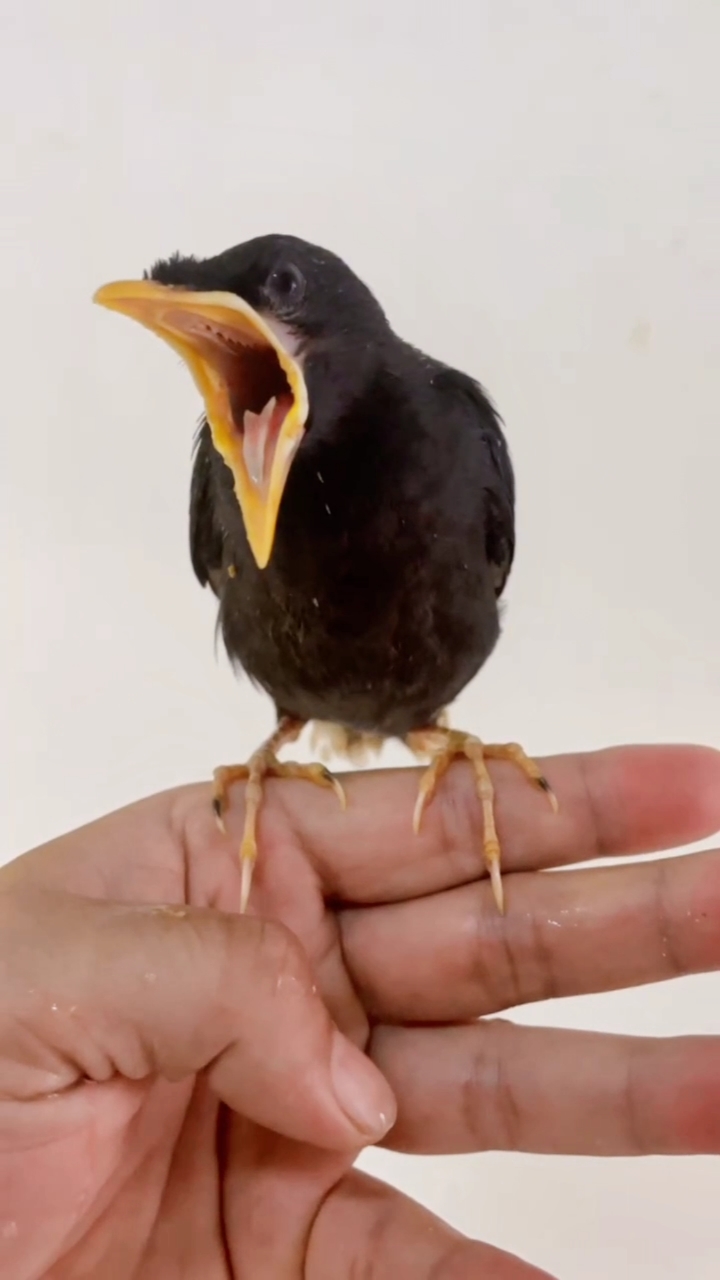 八哥鸟说话#萌萌哒