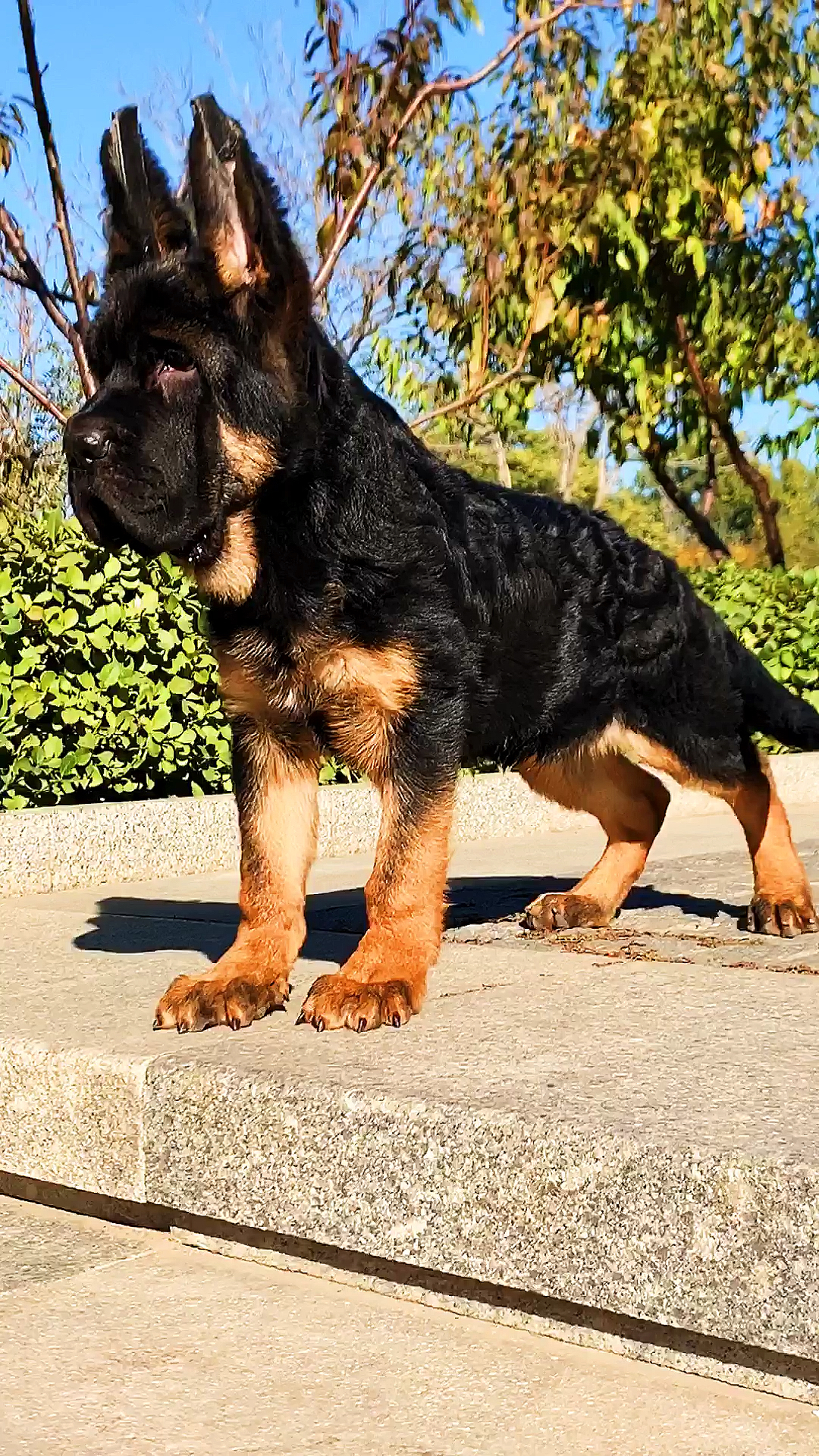 长大了,小德牧眼神都变了