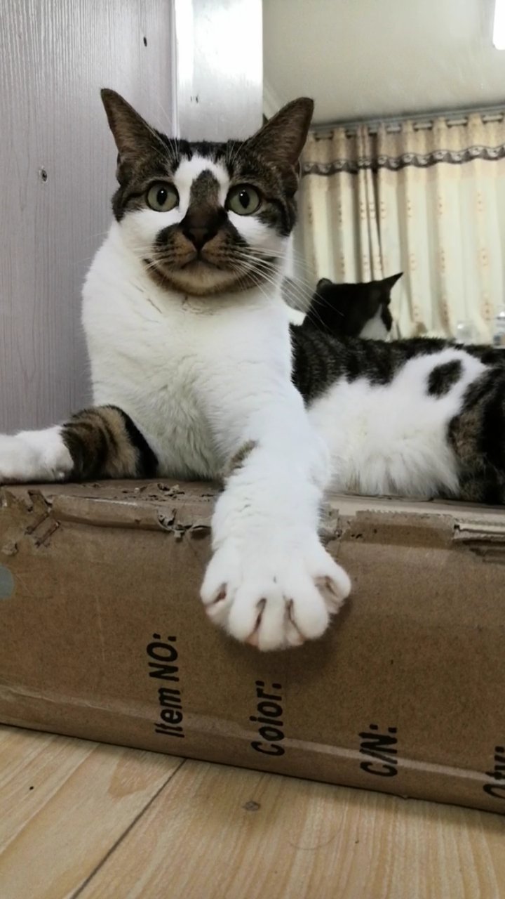 混血狸花猫#科力:酷不酷