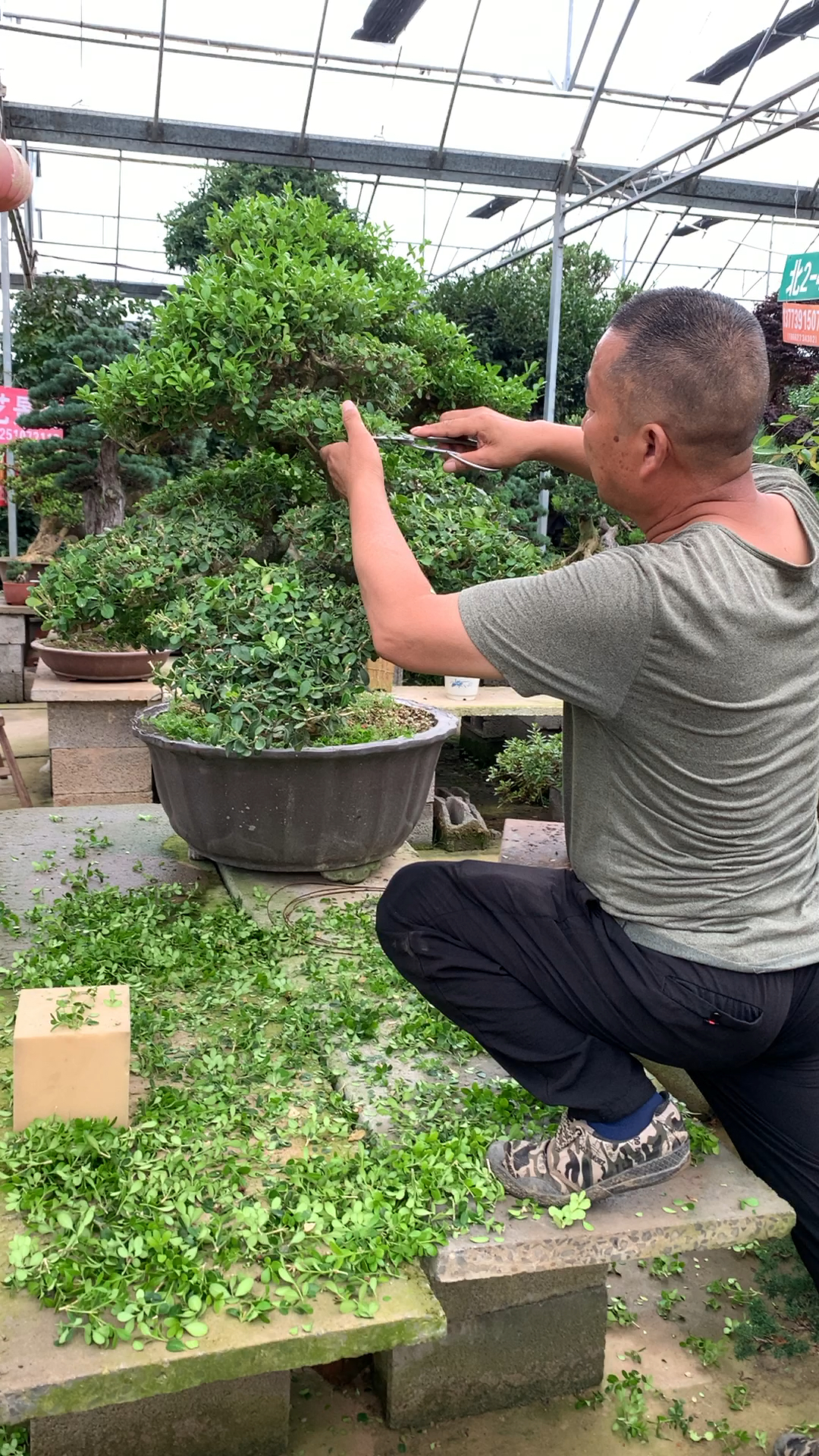 最简单的修剪黄杨方法