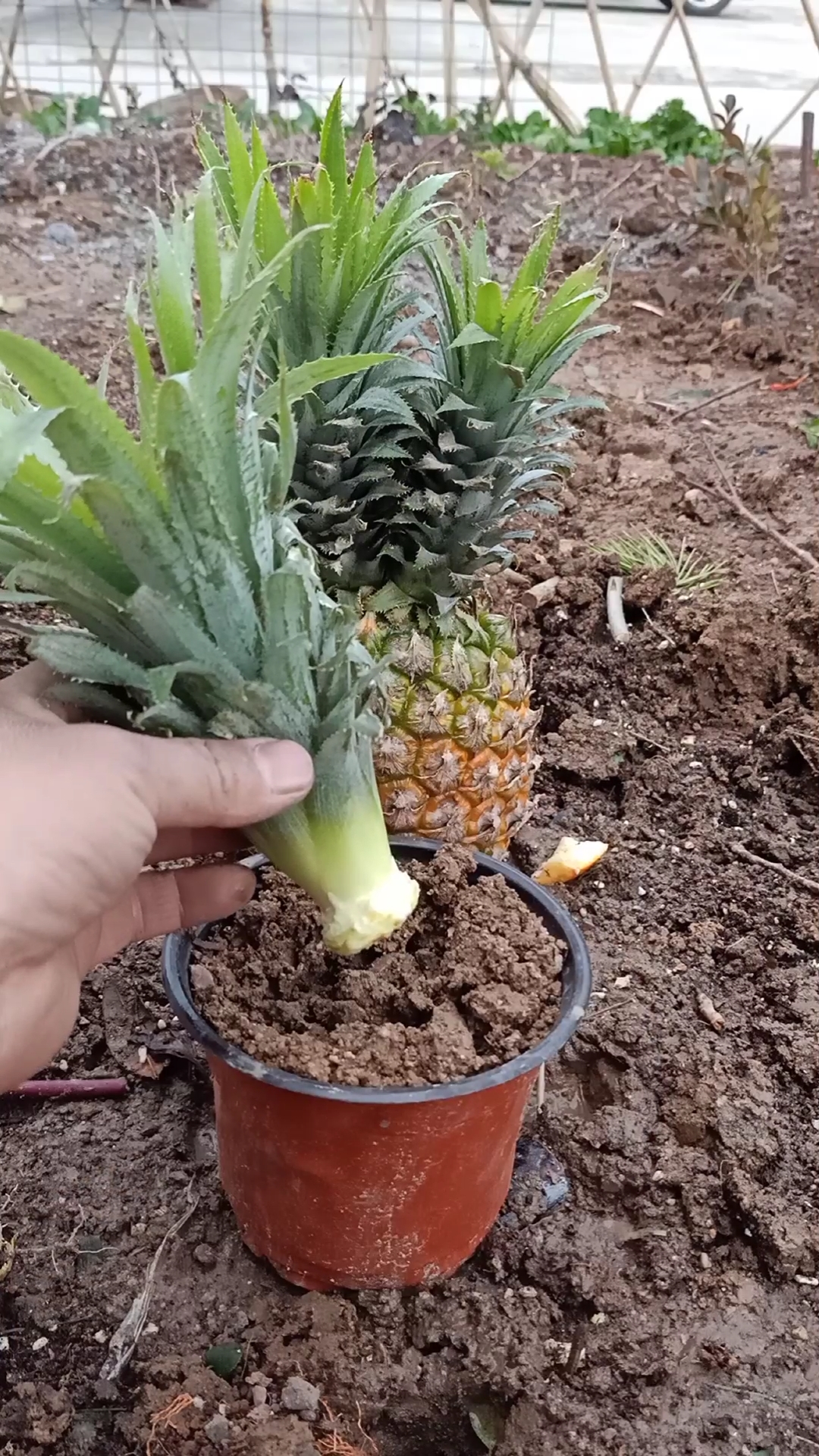 菠萝盆栽种植方法图片