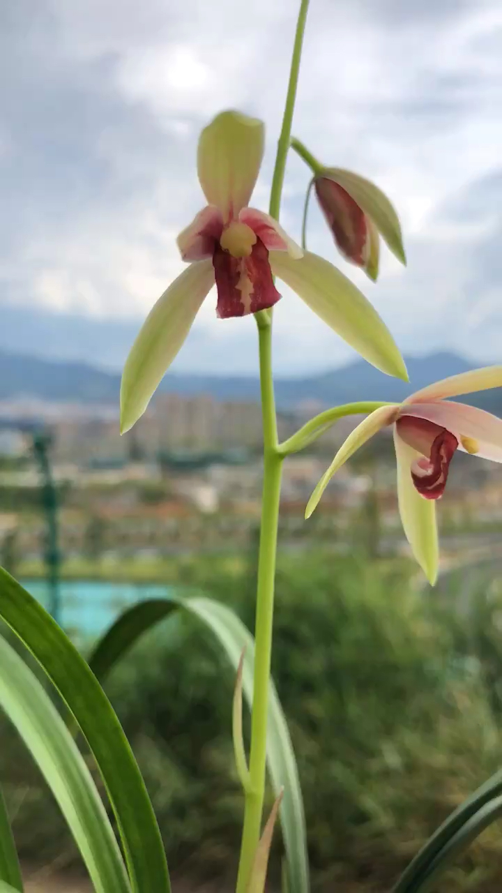 兰花#建兰贵妃醉酒浓香室内绿植花卉