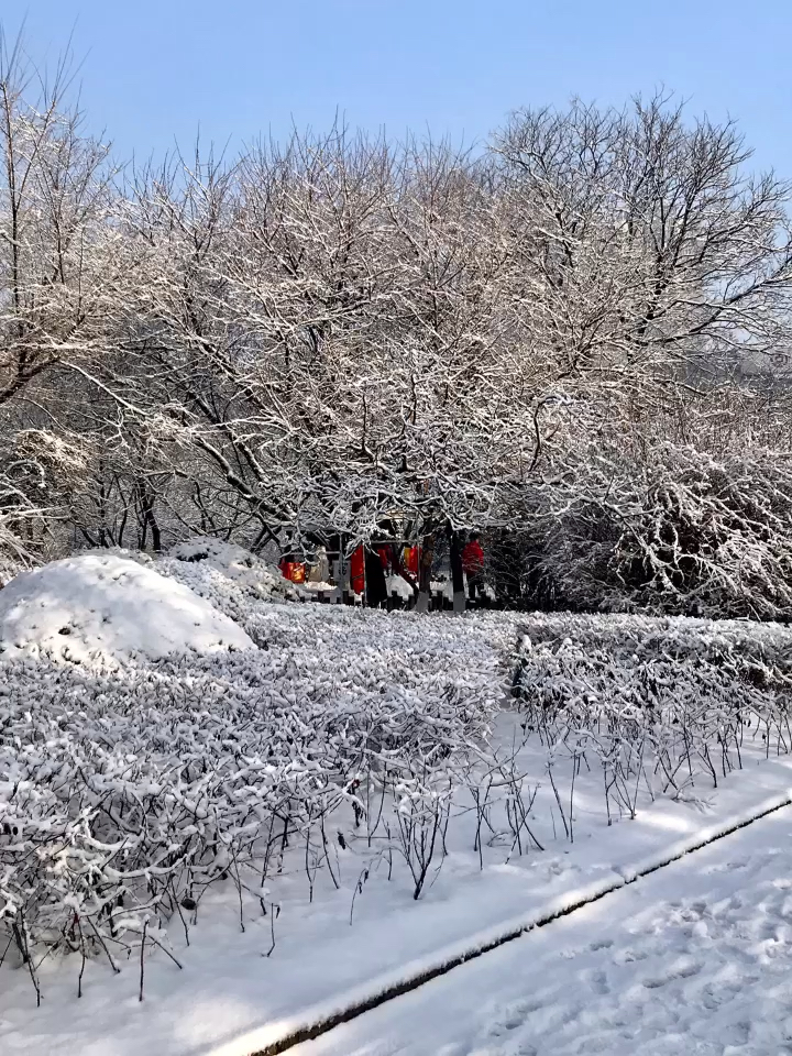 东北的冬天#鞍山第二场大雪后,公园里银装素裹,玉树琼花,呈现最美的