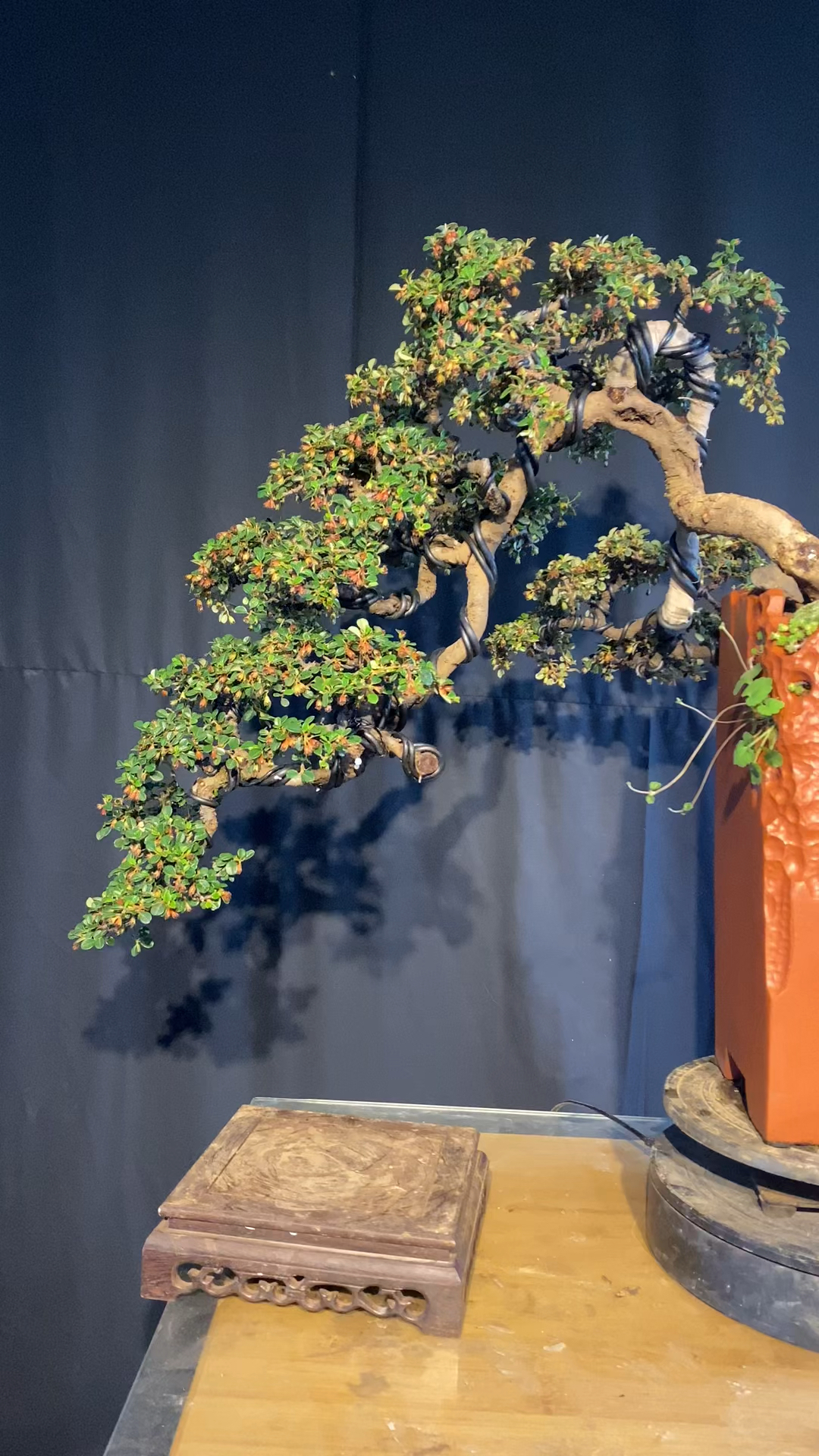 珍珠荀子悬崖桩