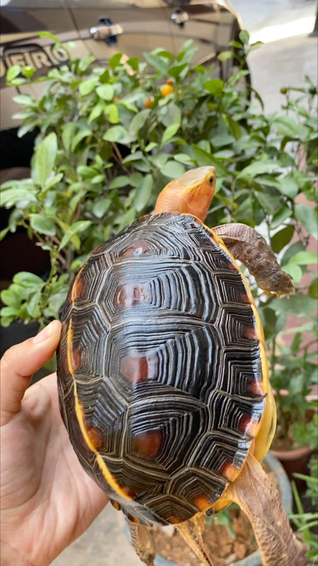 黄缘闭壳龟#安缘