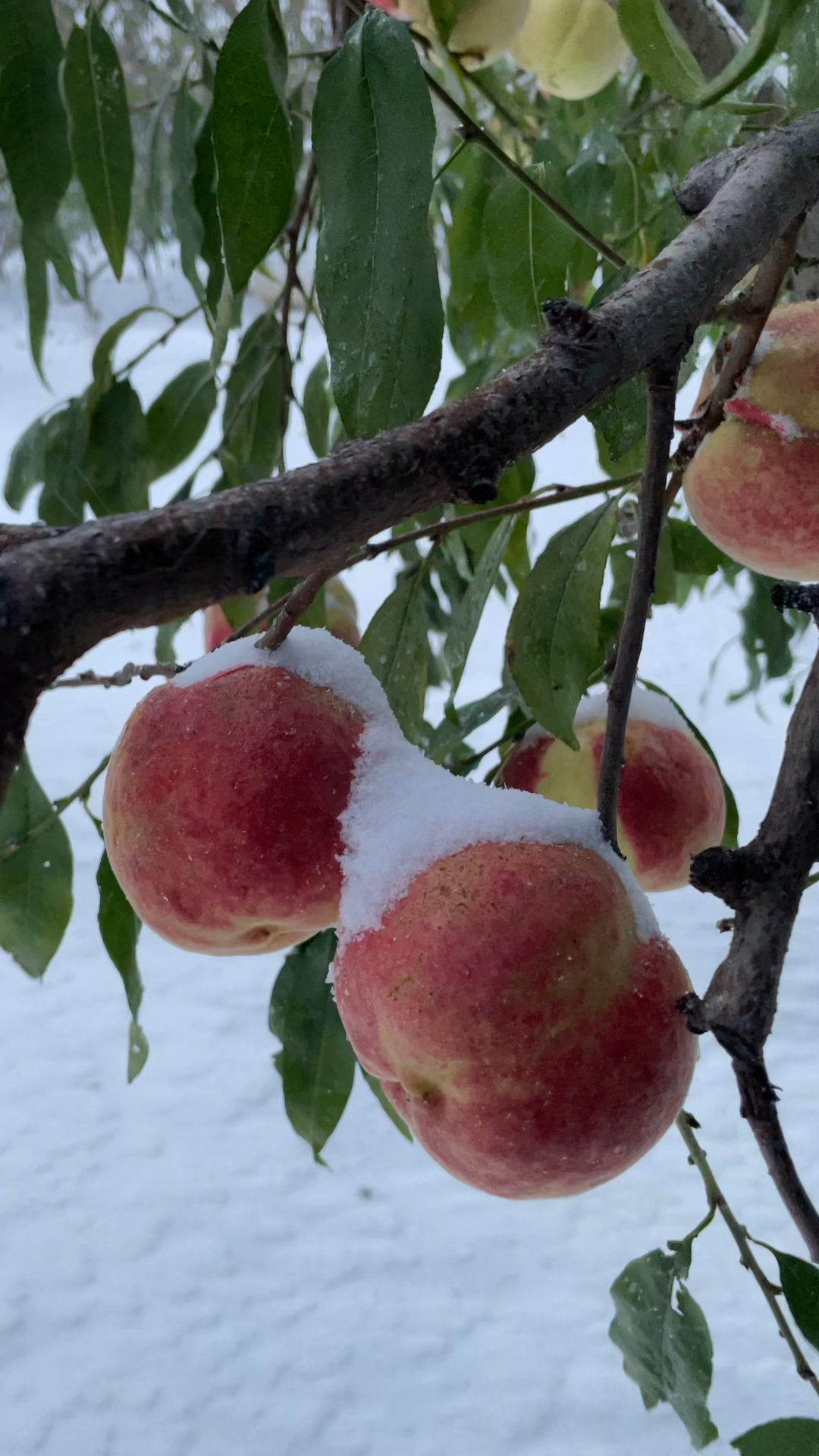 雪桃,雪桃苗,真正的冬桃苗,挂着雪的桃子
