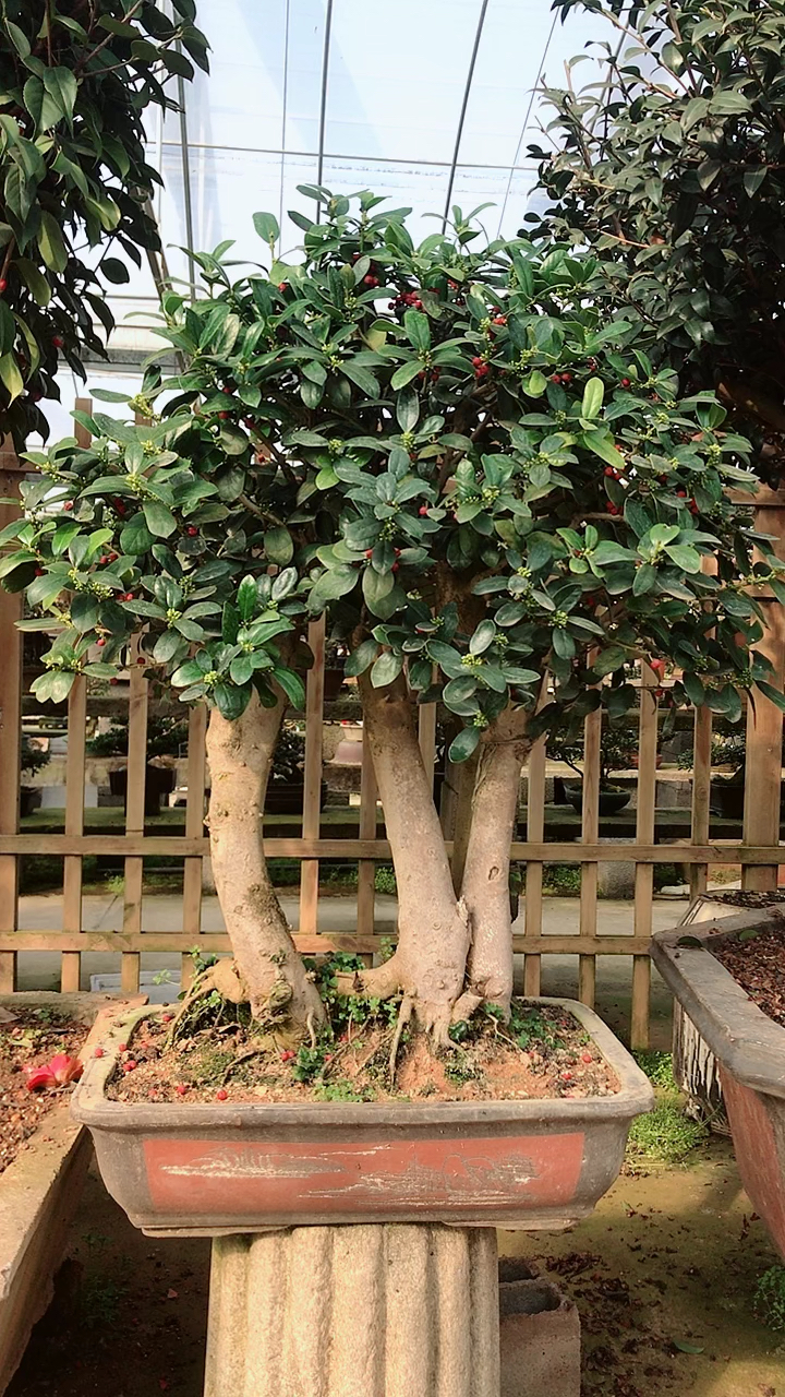 果子没有落光又要开始开花结果了无刺枸骨桩