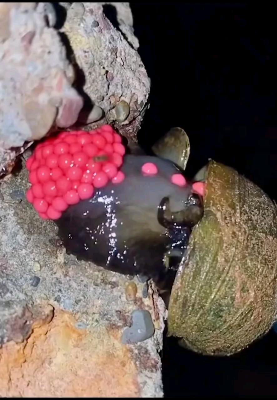 你们看见过螺现场直播产卵吗!