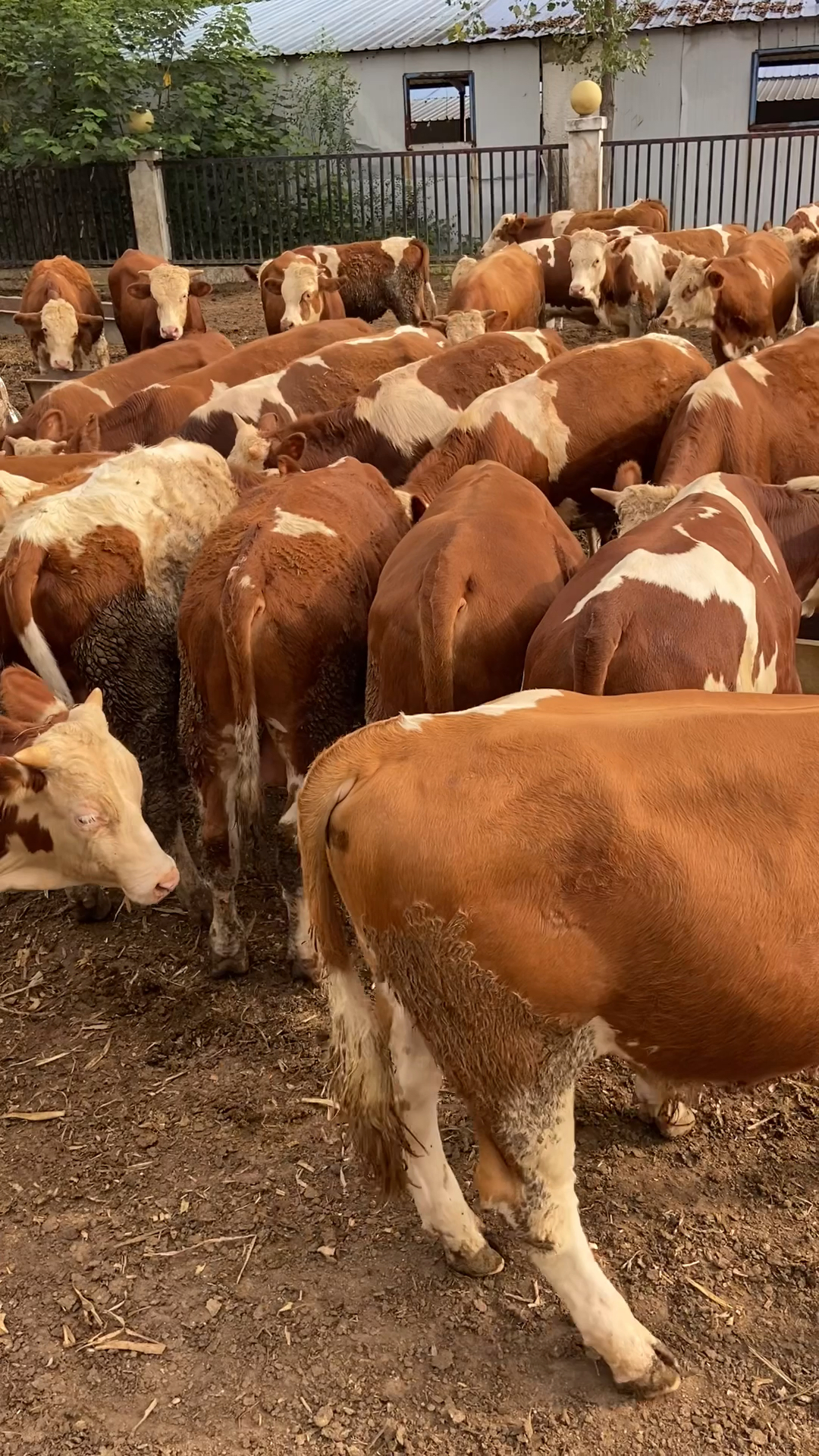 西门塔尔肉牛犊西门塔尔肉牛的科学养殖技术与方法