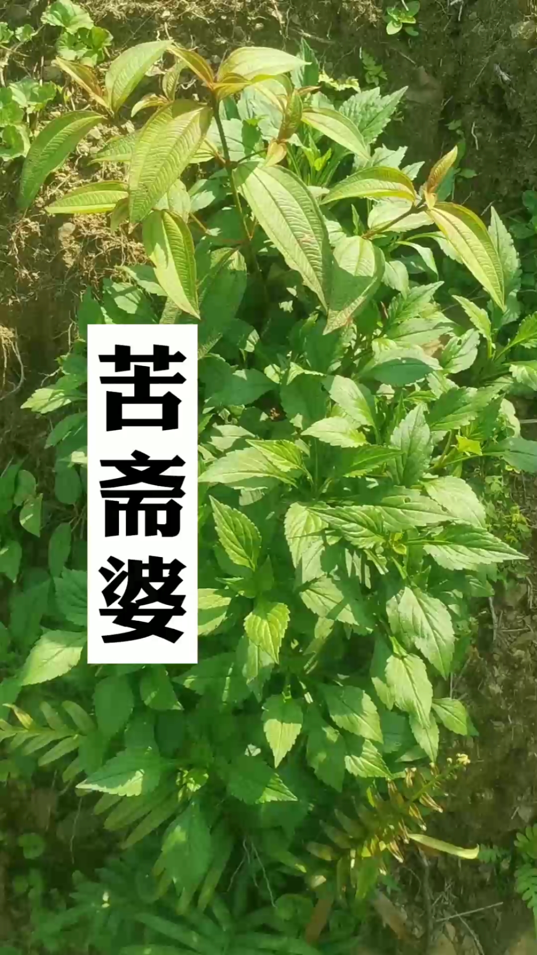 苦斋婆,粤北一道独特的野菜,可做汤或炒食