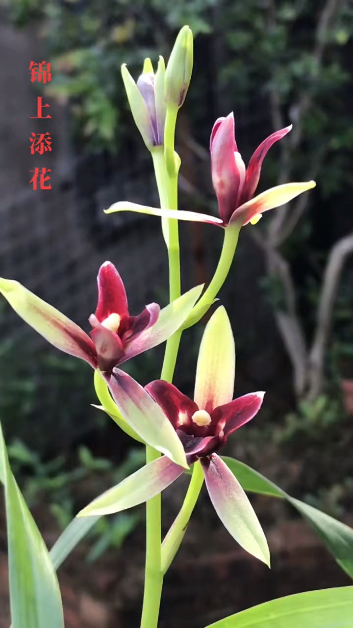 兰花#建兰,锦上添花,比较成功的科技品种-度小视