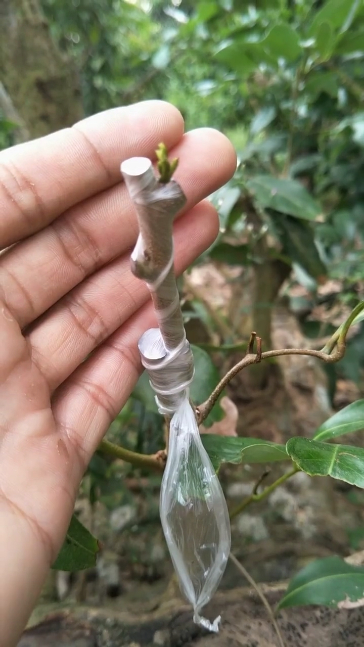 荔枝全年都可以嫁接,成活率高