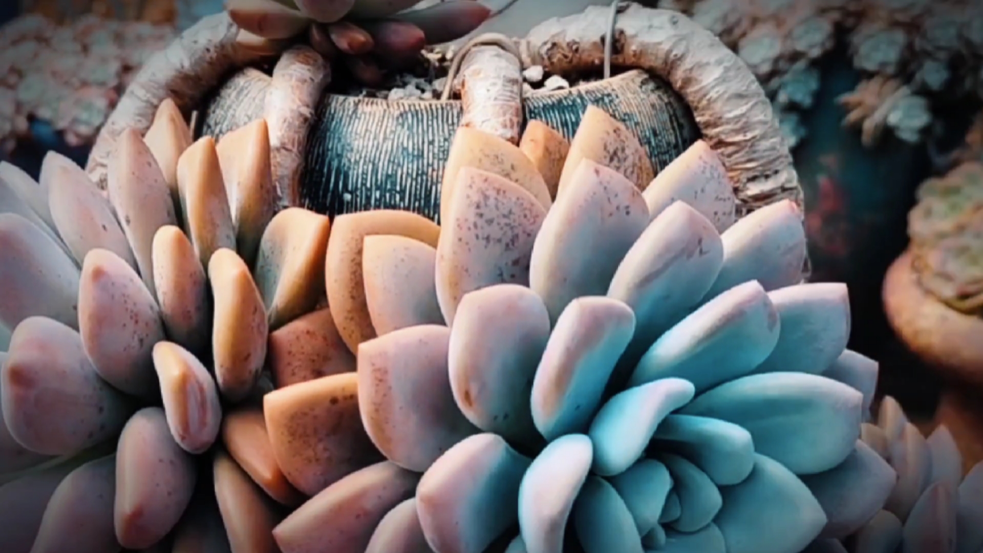 多肉植物#把奥普琳娜养到如此境界,你酸了吗?