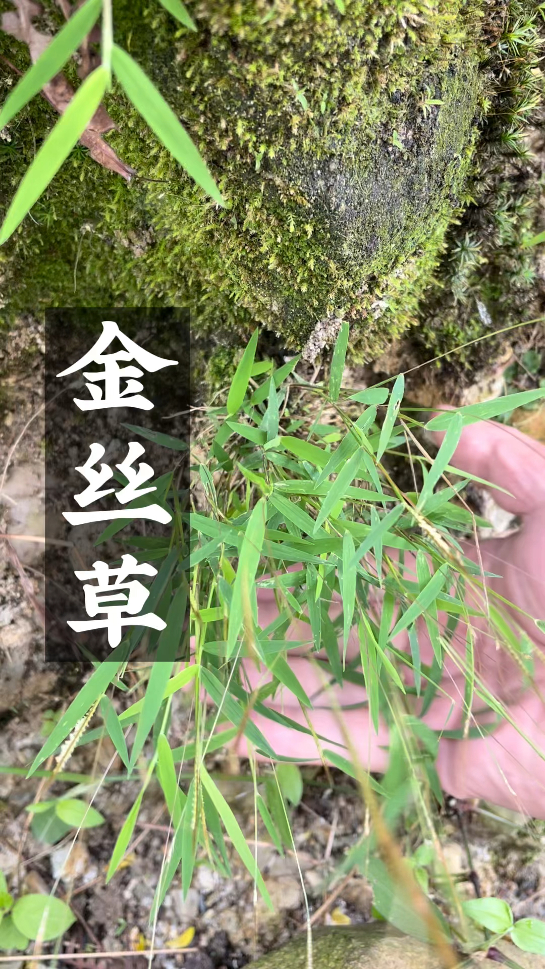 破壳计划金丝草你们那边有吗