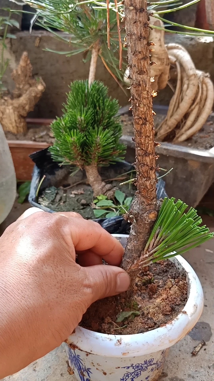 嫁接技术#黑松腹部嫁接千寿玩技术,成活率极高