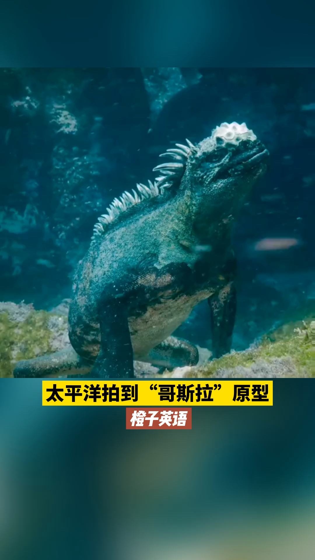 哥斯拉的原型海鬣蜥图片