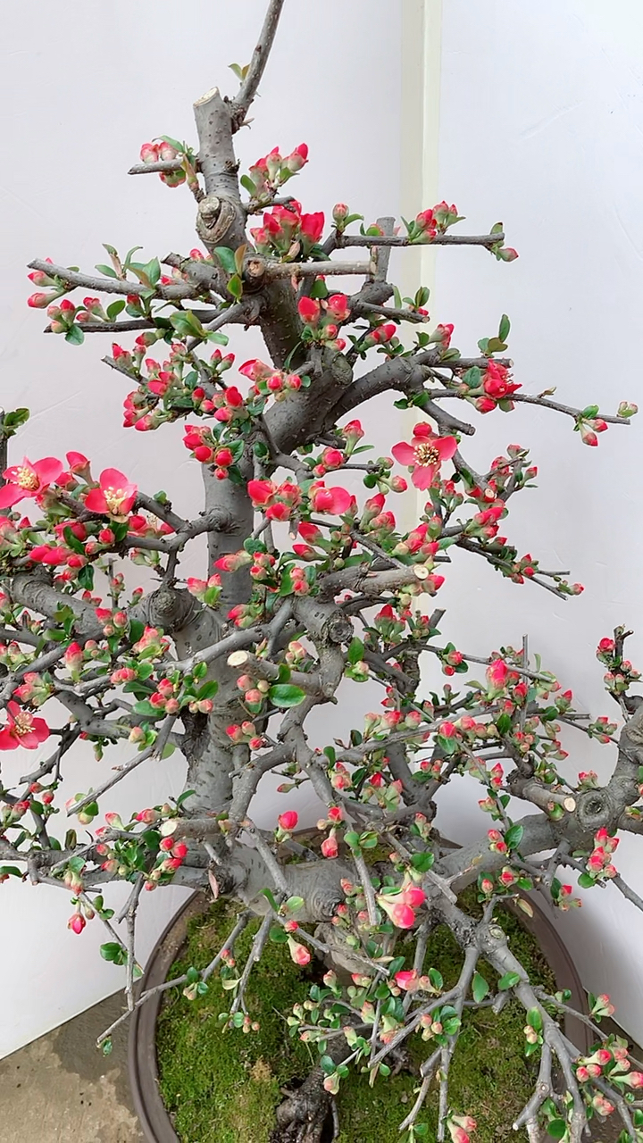 木瓜海棠盆景满树花苞哦惹人怜爱-度小视