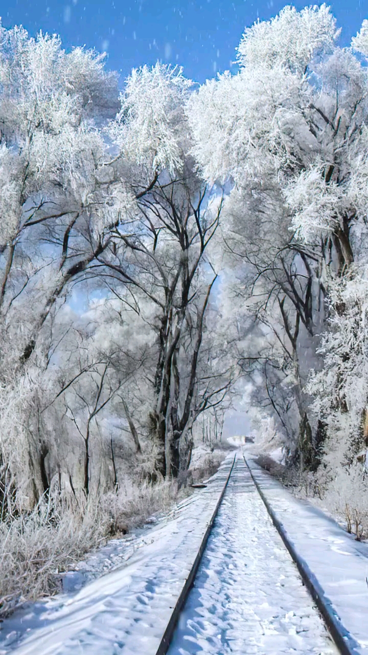雪景#北国冰封雪未停,银装素裹玉树立.