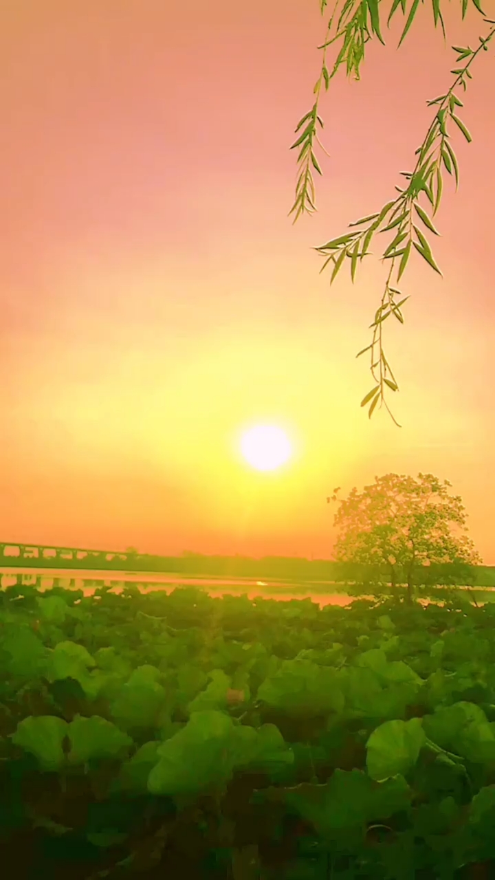 逆境时忍耐,顺境时收敛,得意时看淡,失意时随缘#自然风景#手机拍摄