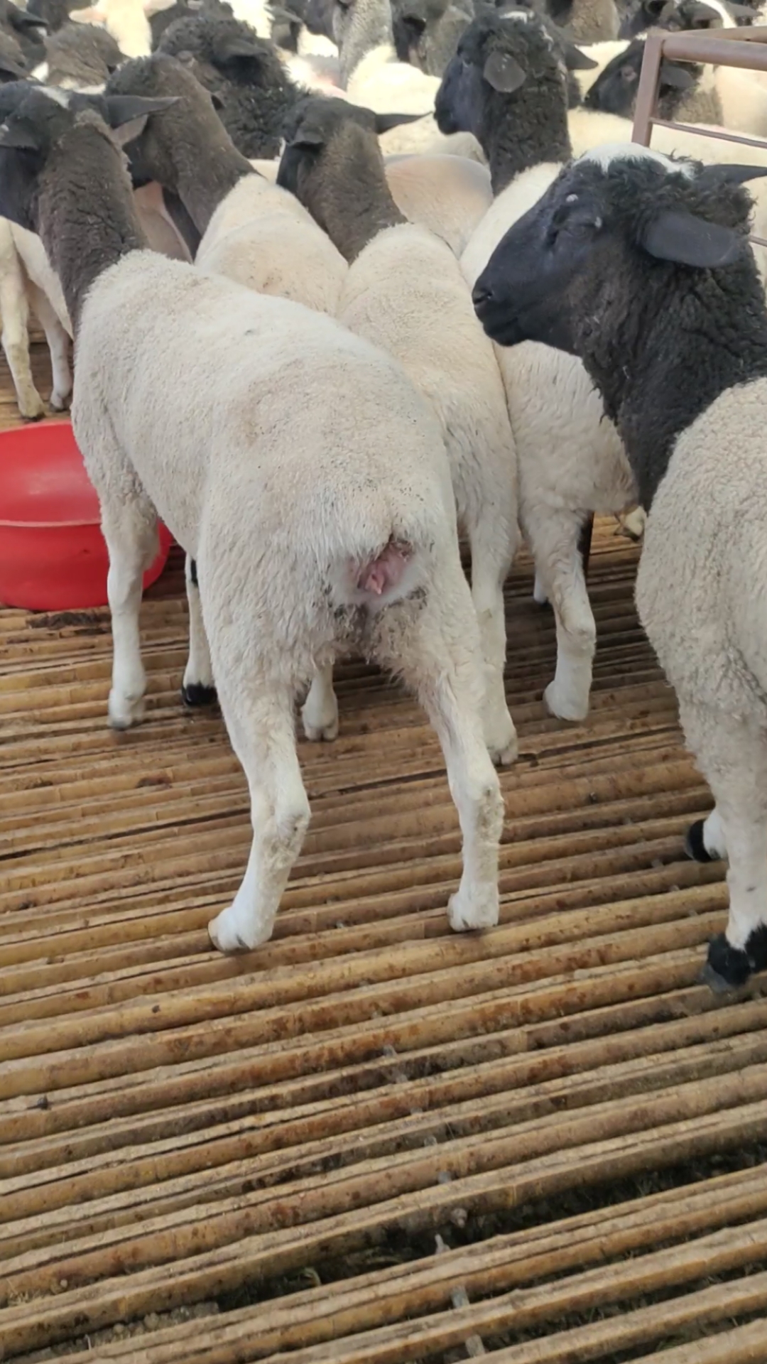 黑头杜泊羊#杜寒改良是由绝种杜泊公羊做父本,小尾寒羊做母本繁育而