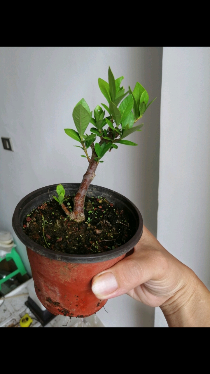 盆景#日本栀子一寸法师