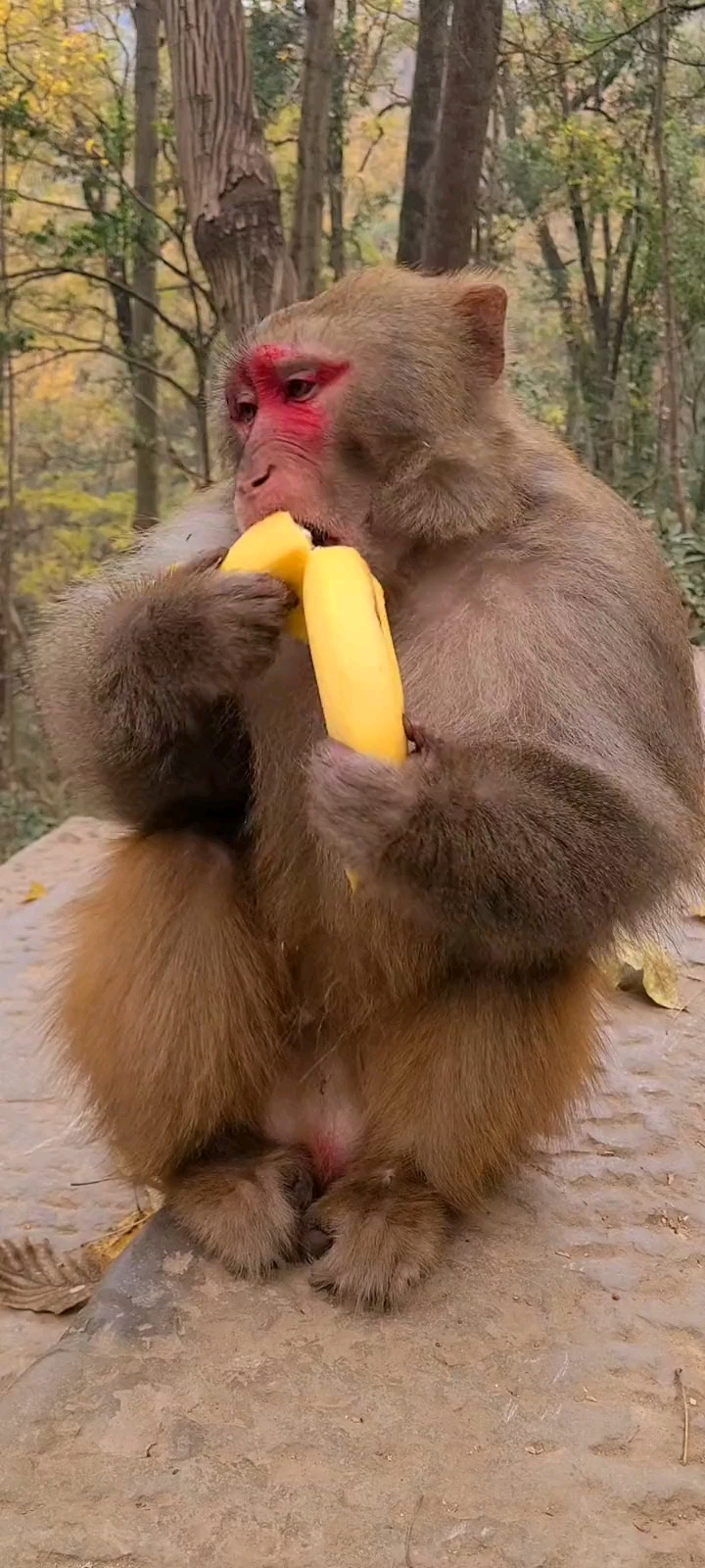 神宠来袭大公猴子在吃香蕉啊