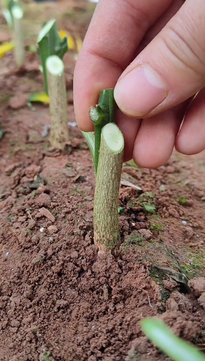 嫁接技术#桔树嫁接技术分享,成活率极高!