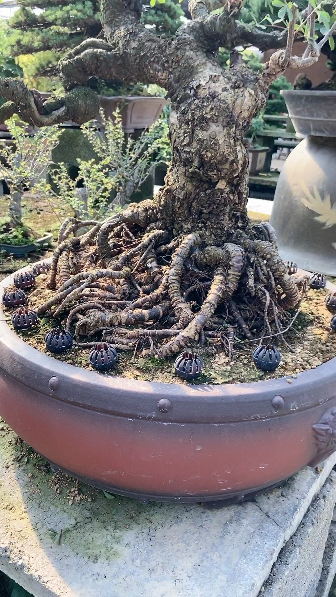 盘龙根造型盆景