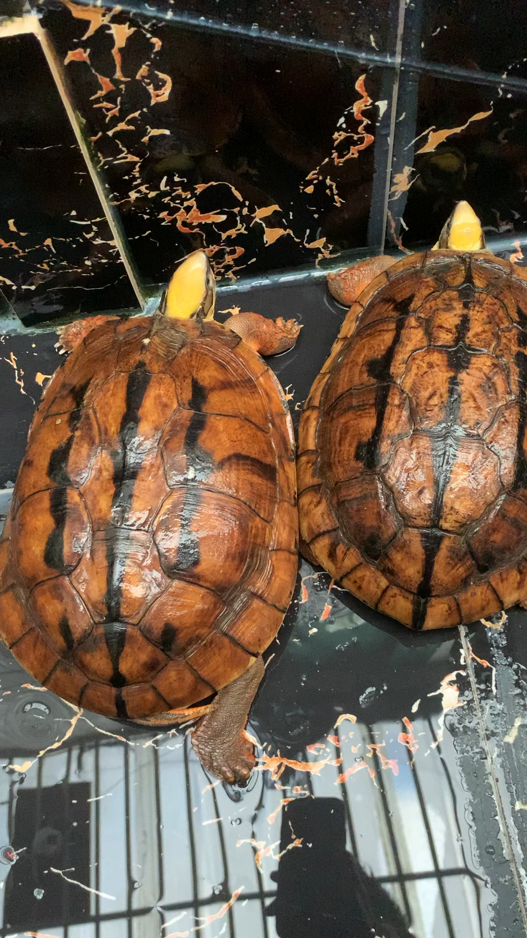 金钱龟几十年的老玩物家有金钱金钱龟来