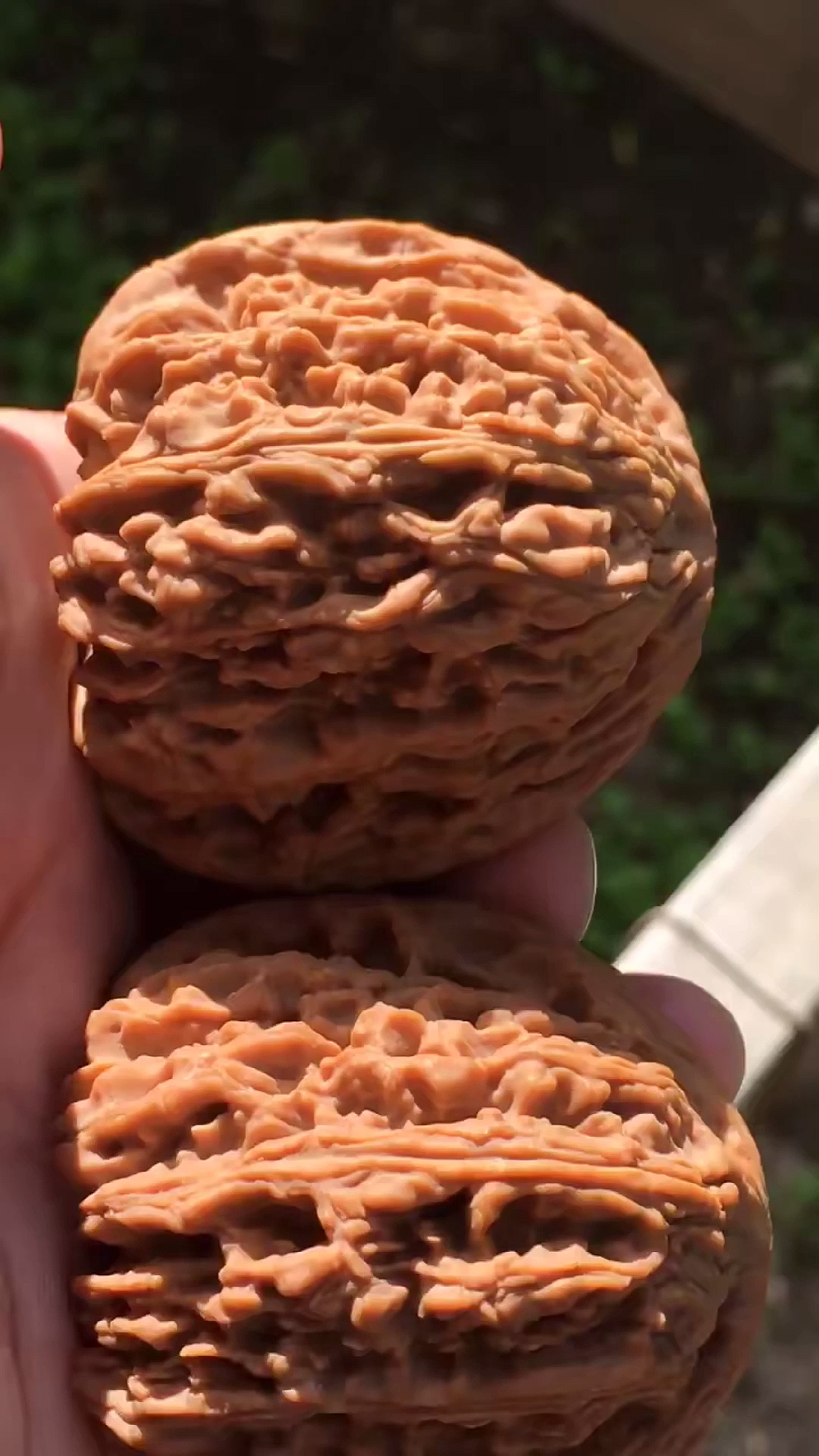 文玩核桃#50大南疆,蚂蚁纹